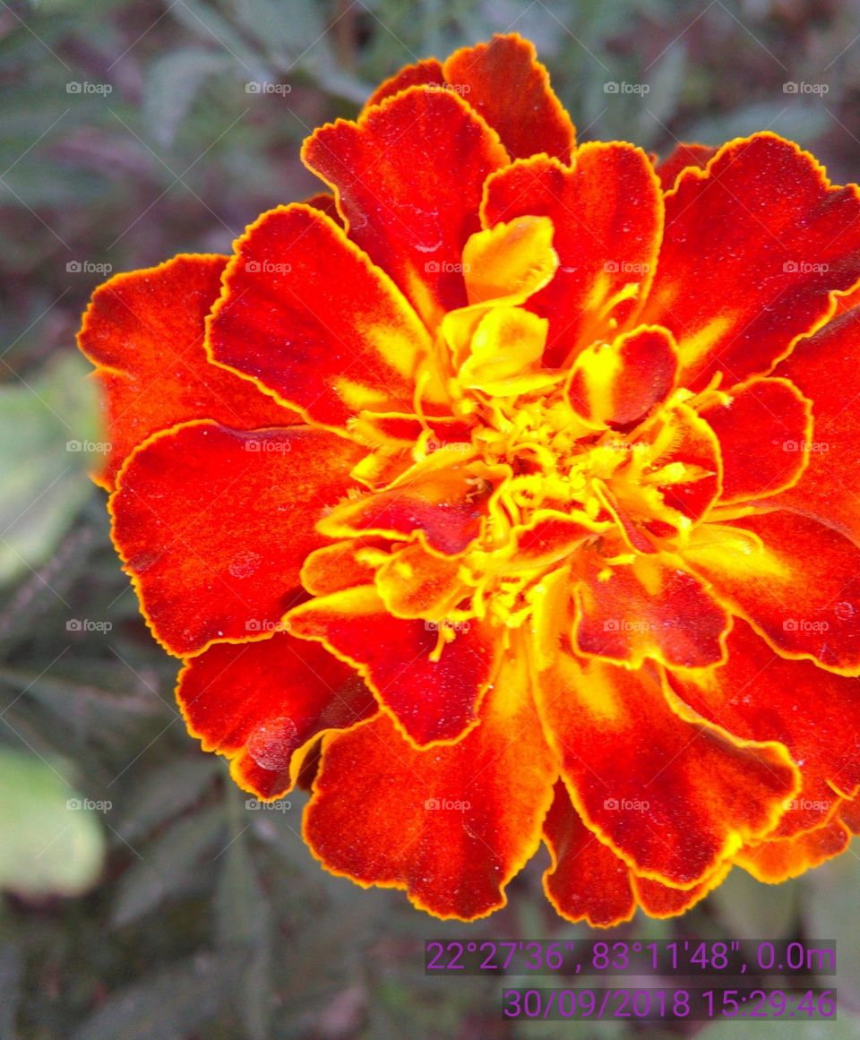 A very beautiful coddle flower color orenchi nice flower.