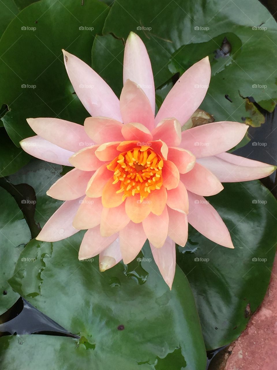 Apricot coloured waterlily. Large single flower. 