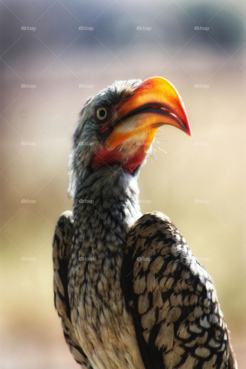 Southern yellow billed hornbill