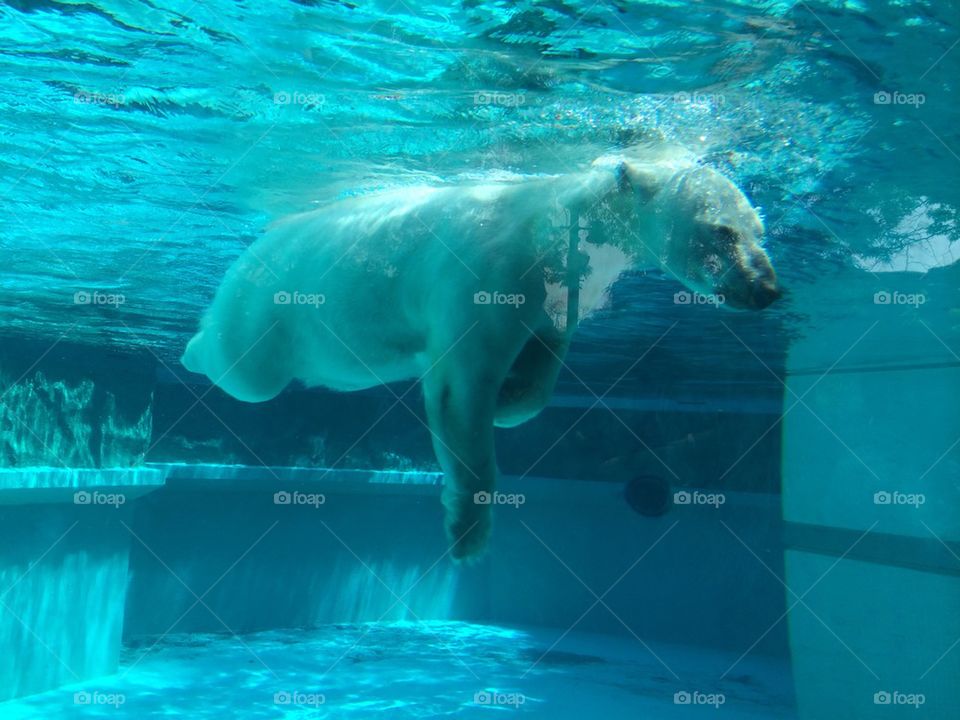 Polar bear 
