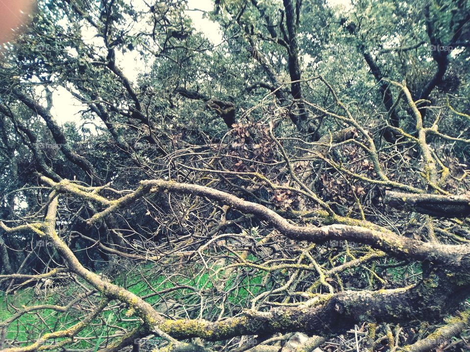 dead tree in an acorn forest