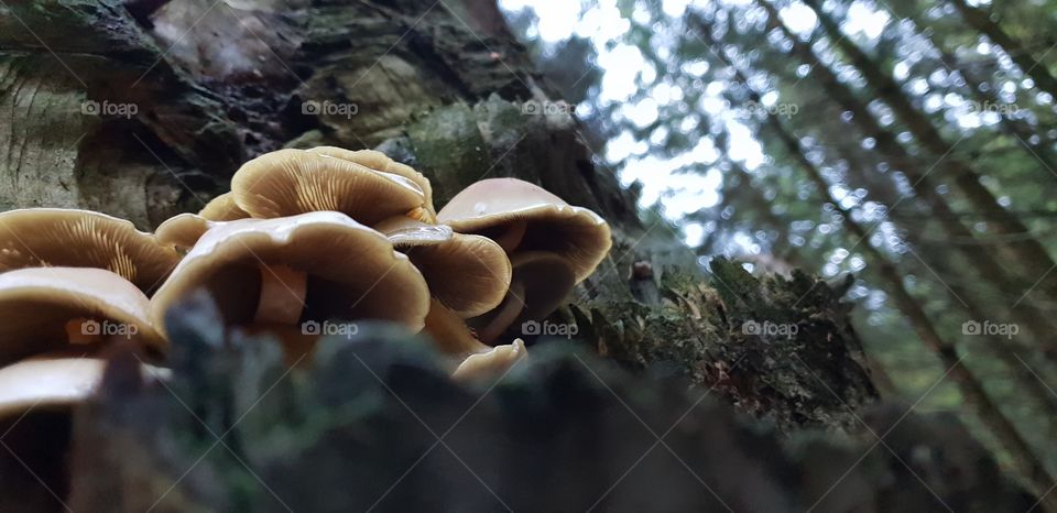 sharp closeup photo on mushrooms