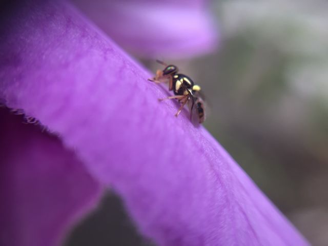 Purple orchid