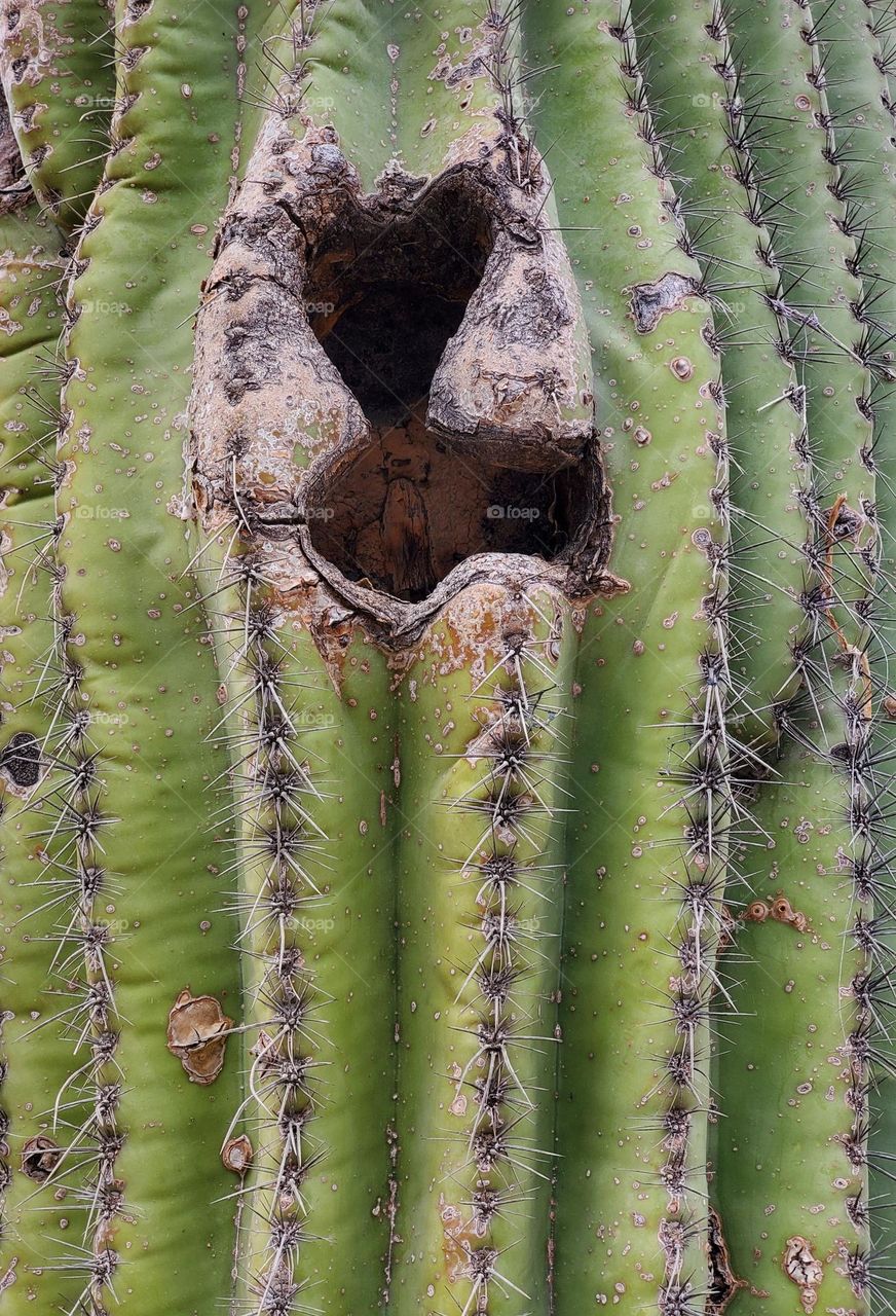 Bird Nest in Saguaro Cactus