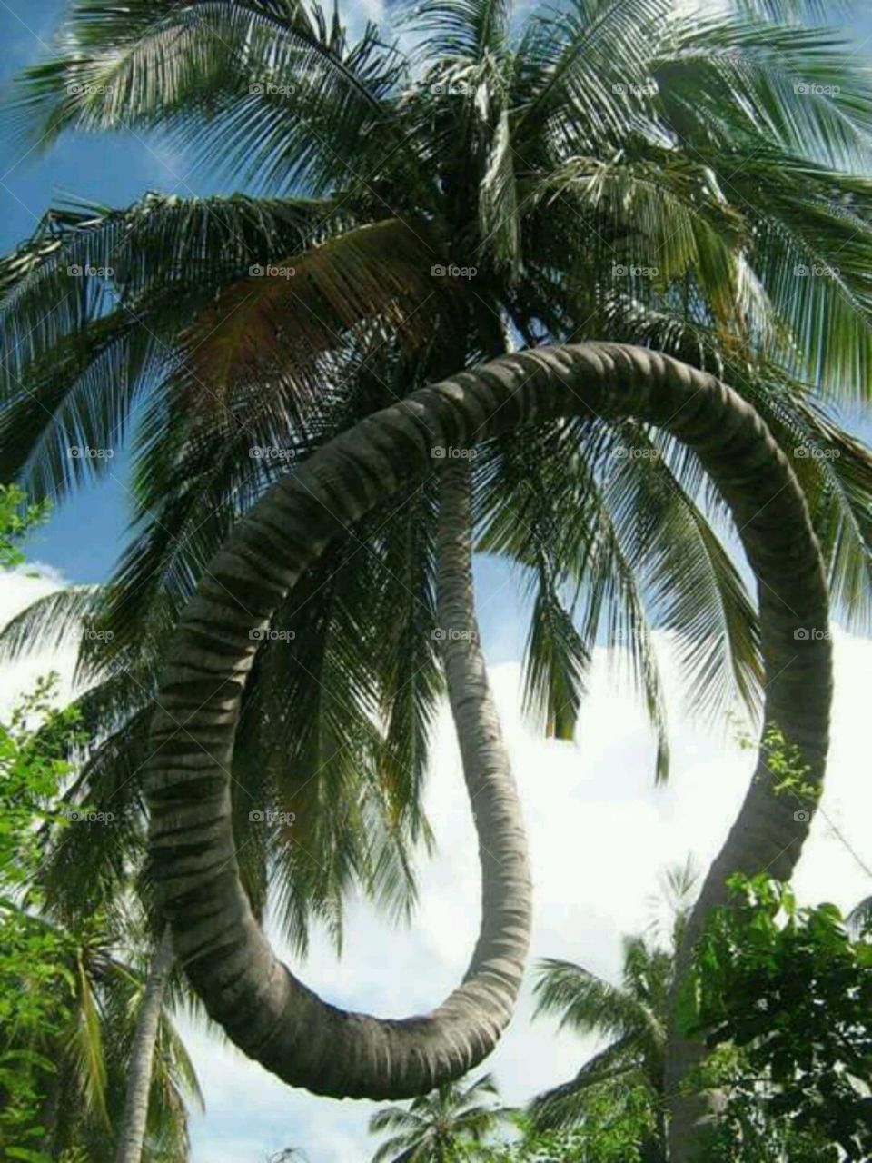 Tropical, Nature, Palm, Exotic, Summer