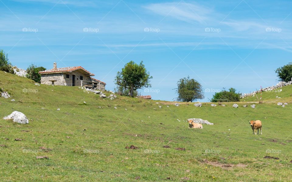 Meadows with a sone house and some cows. Lagos de Covadonga, Asturias, Spain.