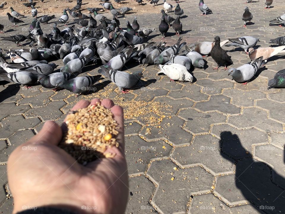 My hand feeds a flock of pigeons 