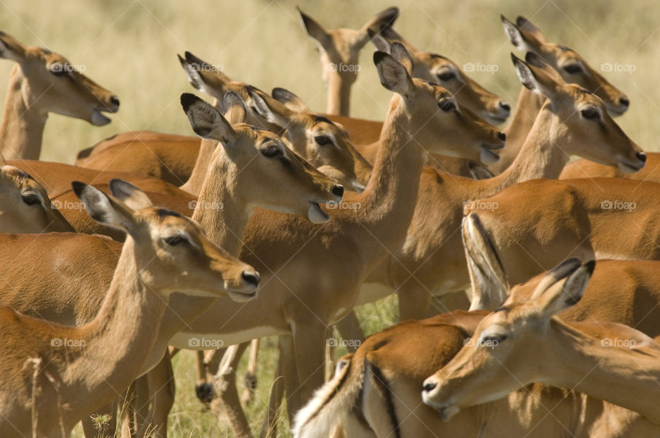 A herd of antelopes in Serengetti national park in Tanzania Africa.