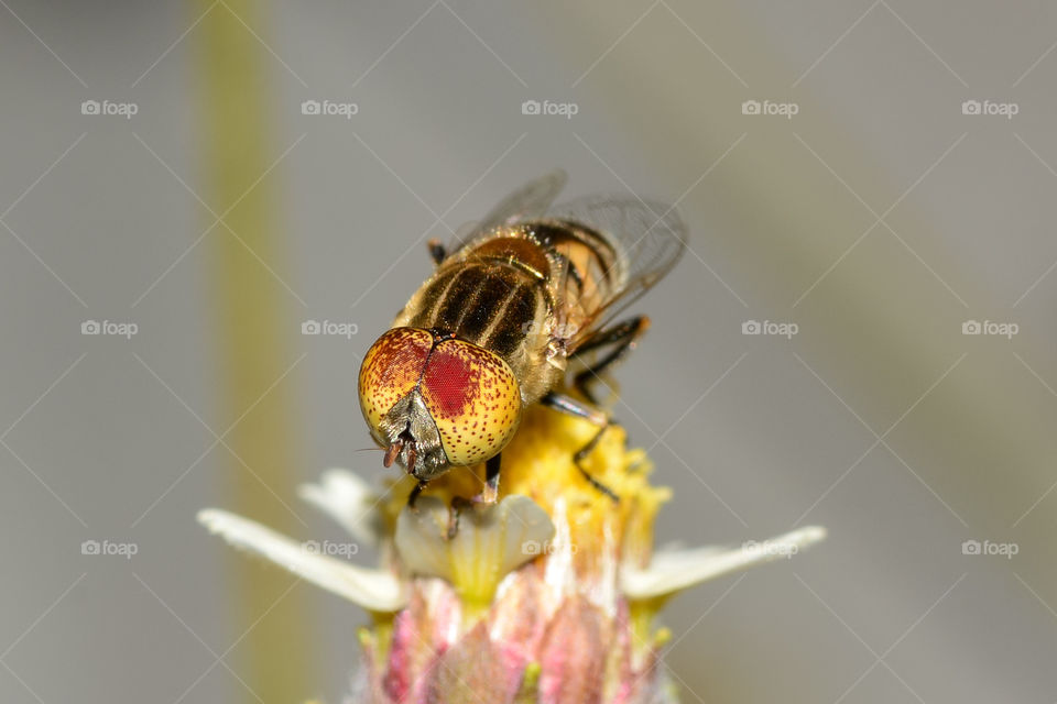 Flies and Flower