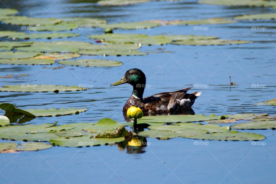 King of the marsh