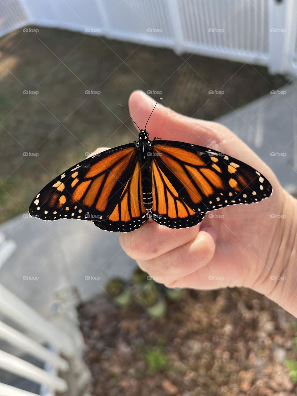 A butterfly in the hand