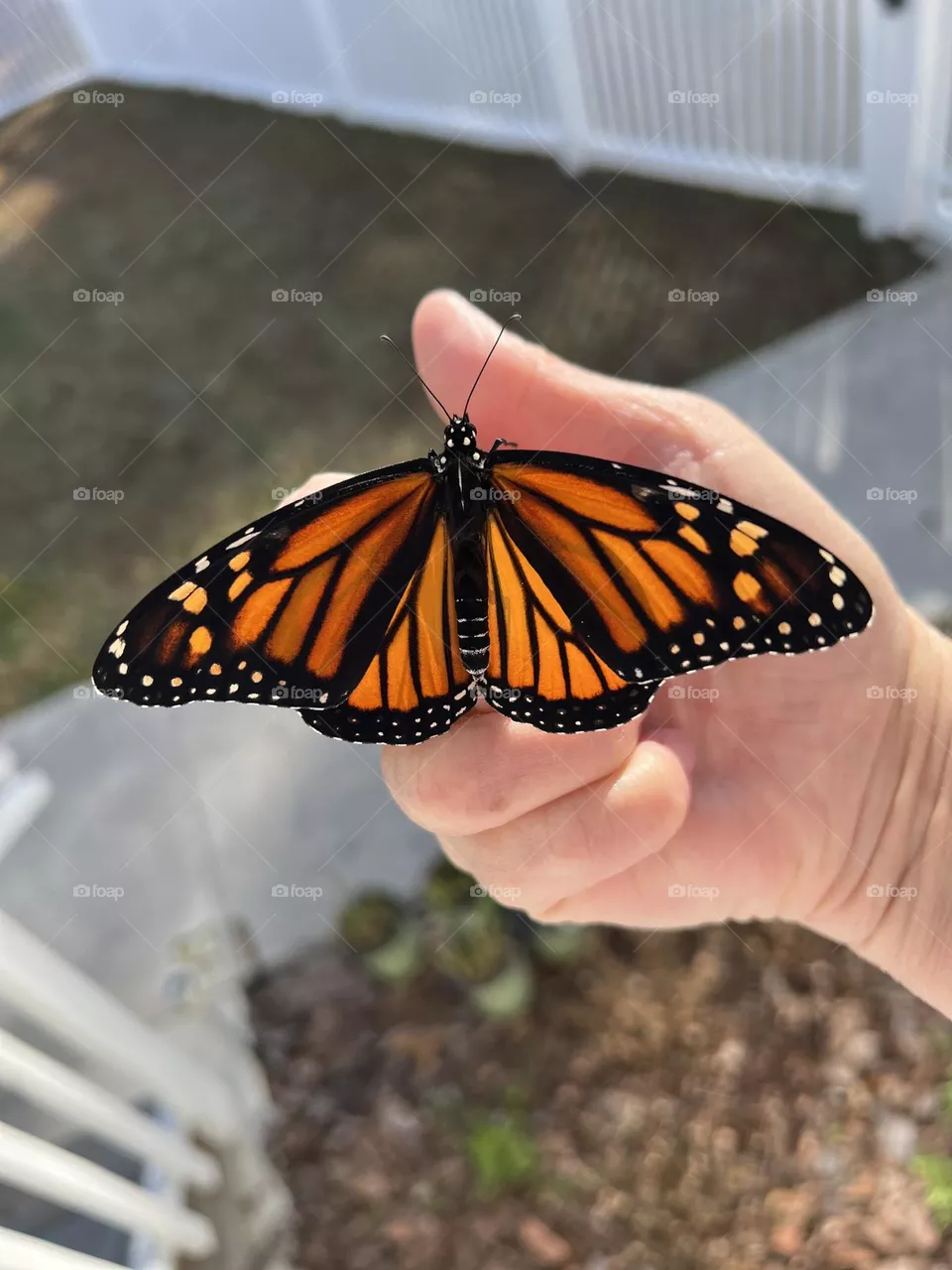 A butterfly in the hand