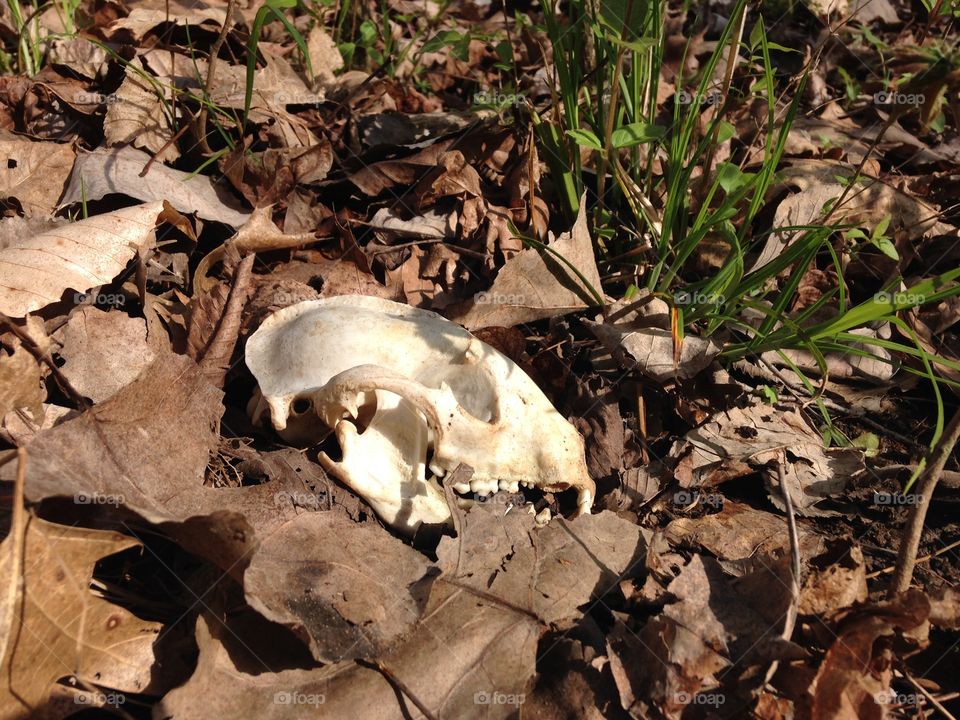 Skull lying on forest floor. Skull On forest floor 