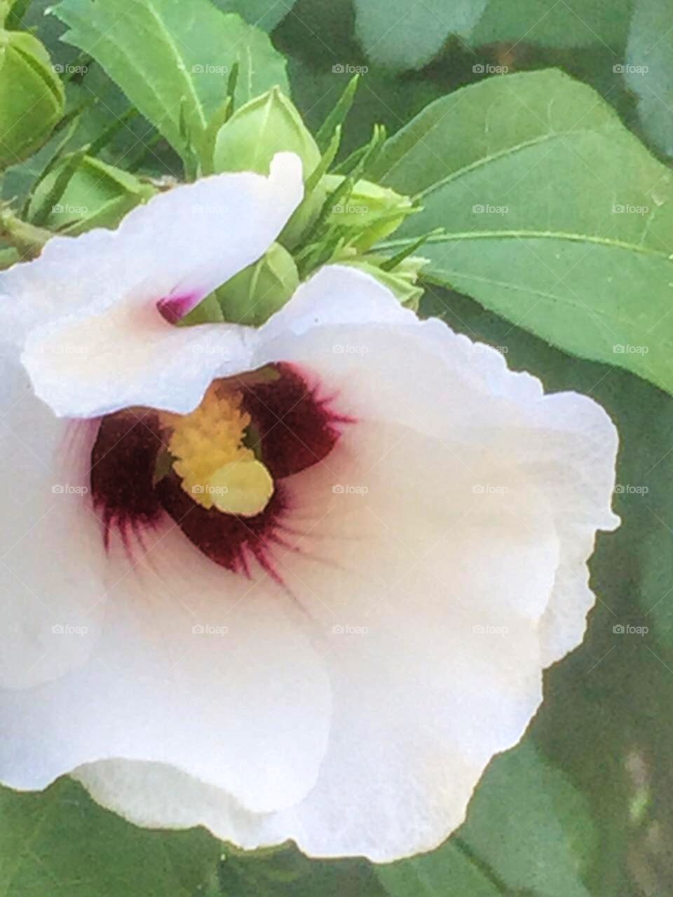 Hibiscus Syracuse Flower-rose of Sharon