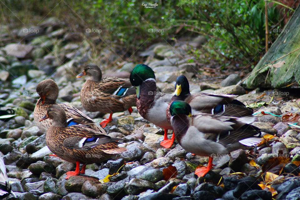 The Mallards