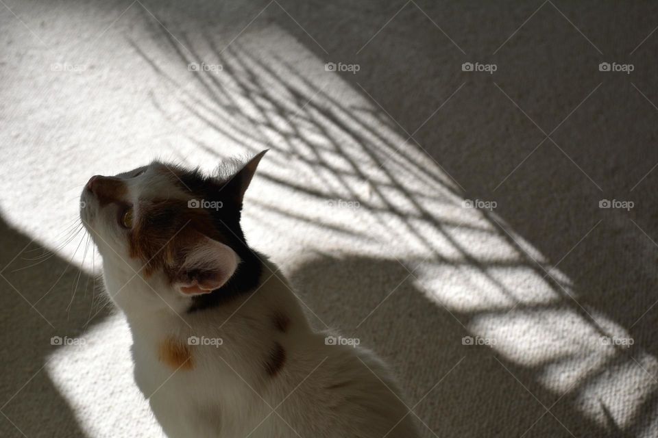 cat in the sunlight and shadows home