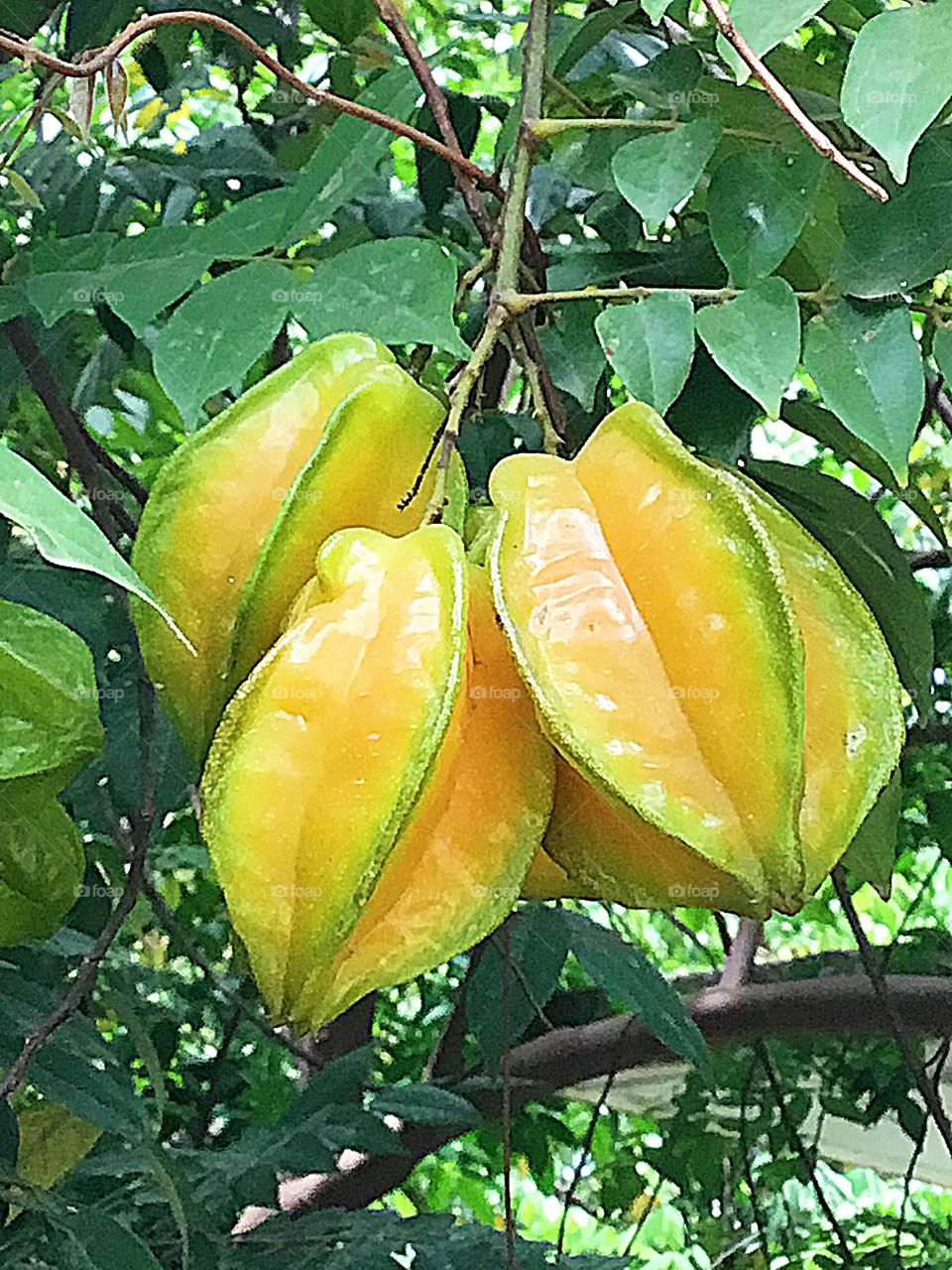 
FRUITS - Star Fruit - Fruits are an excellent source of essential vitamins and minerals, and they are high in fiber which helps reduce a persons risk of fevers heart attack