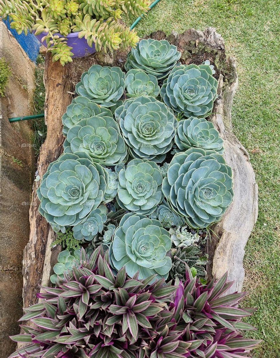 succulent garden