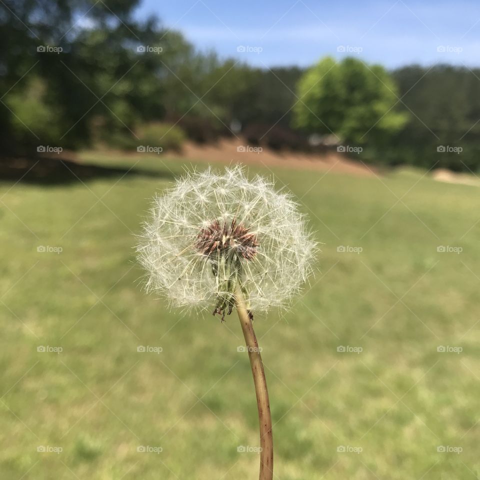 I still believe that blowing these little weeds will make my wish come true!!
