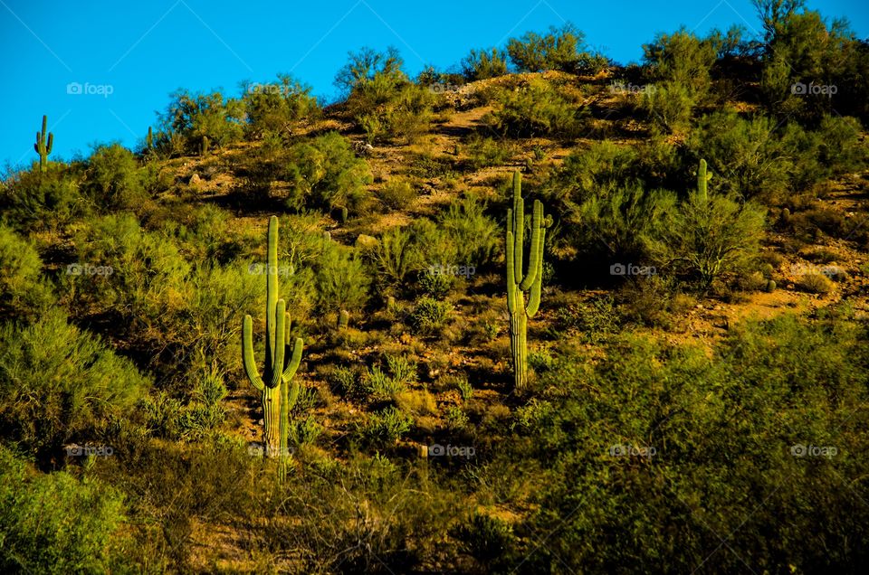 Desert hillside 