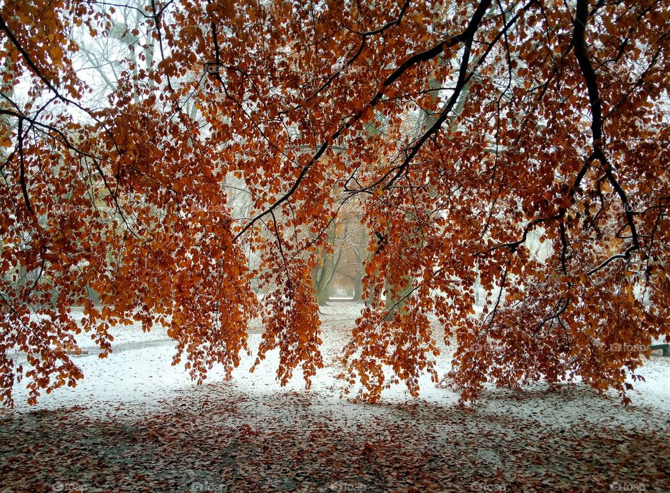 Tree, Fall, Season, Leaf, Park