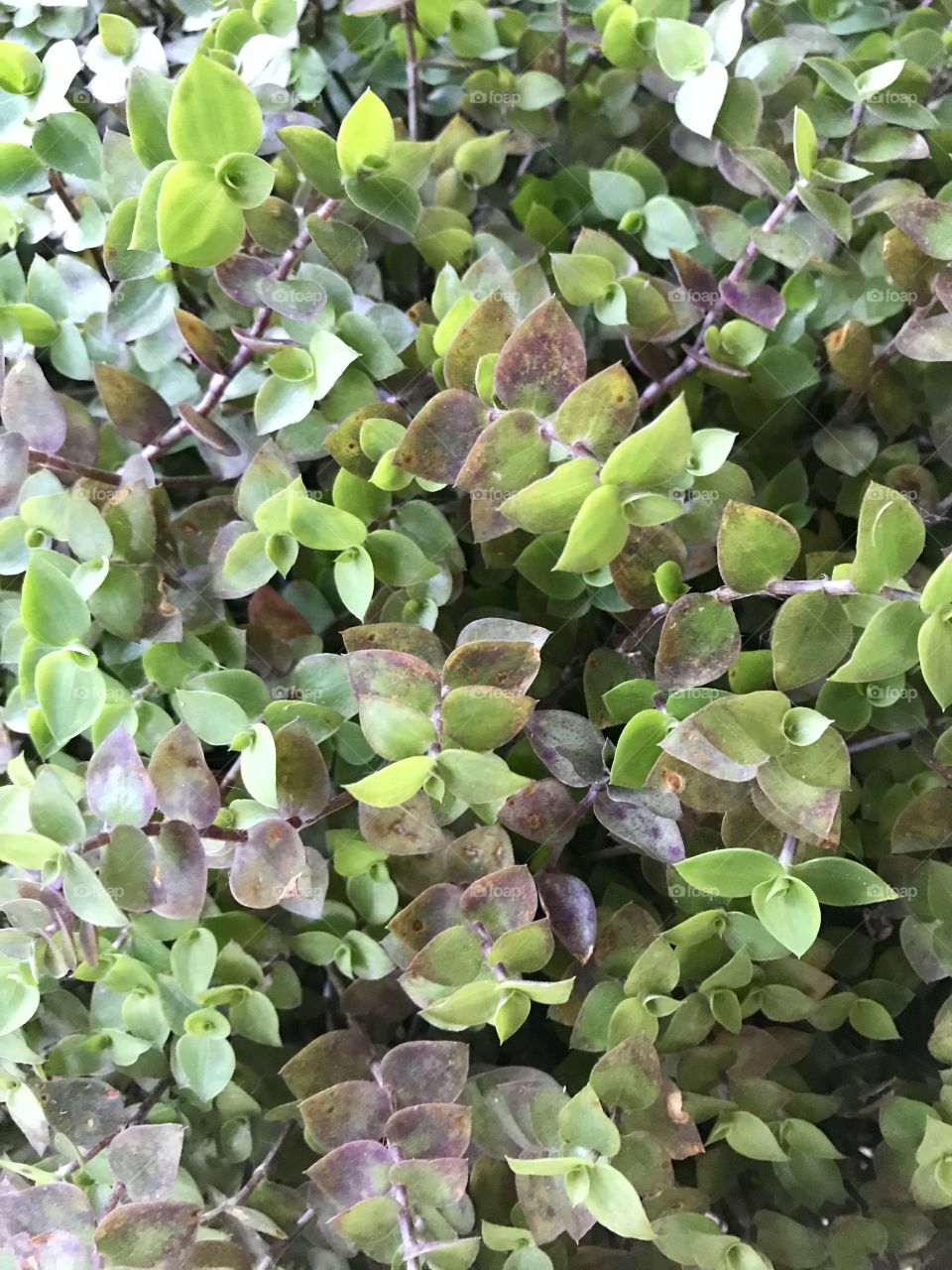 Green and purple Bolivian Jew turtle vine plant 