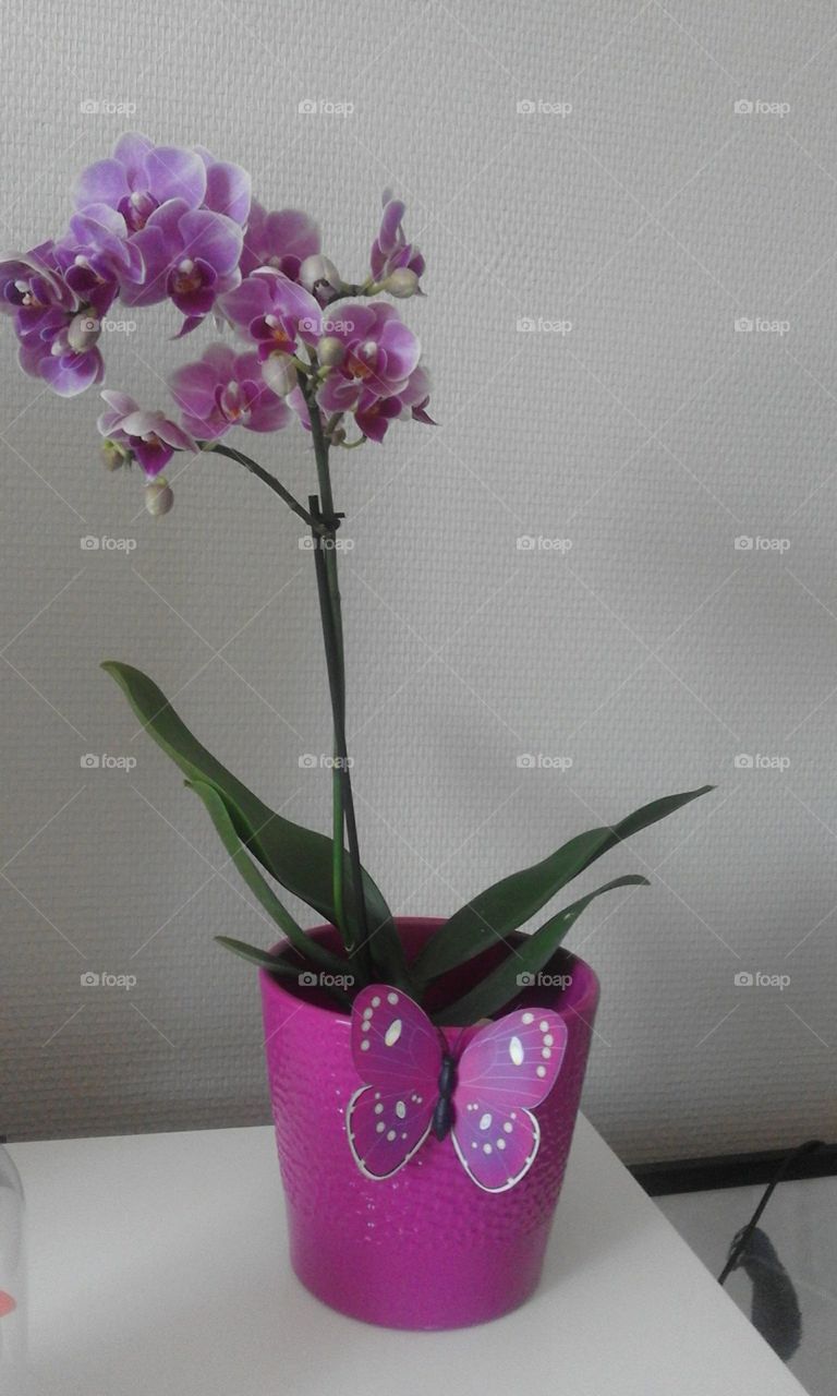 Flower,orchids,beautiful, vase