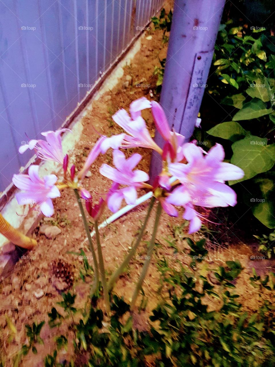 Beautiful Flowers in South Korea.