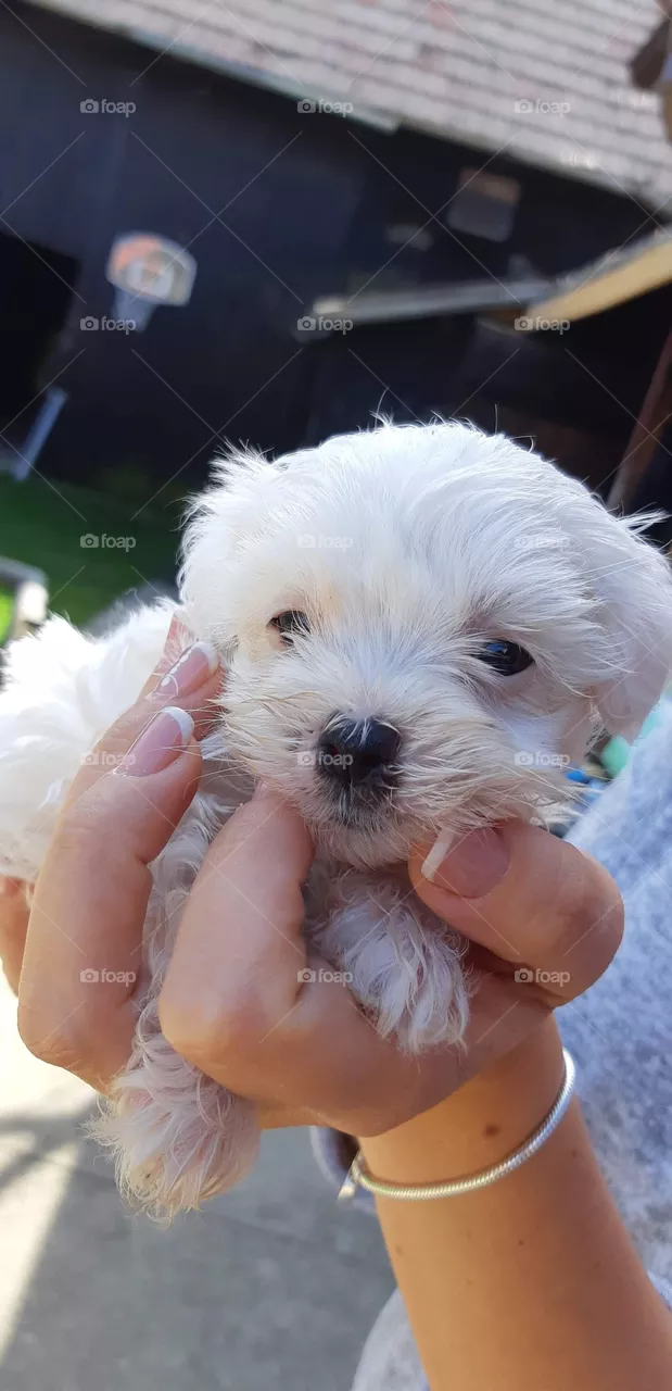 Mini dog