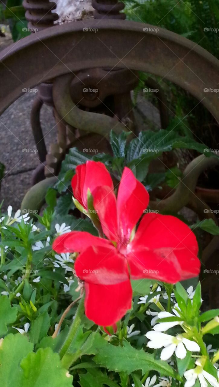 Red Flower
