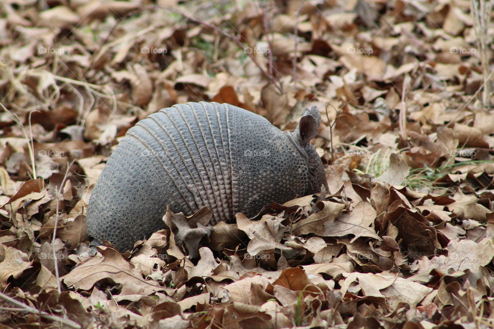 armadillo in the leaves