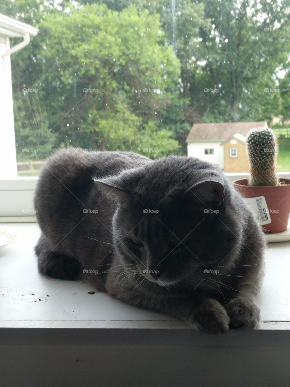 Silver Cat In Windowsill