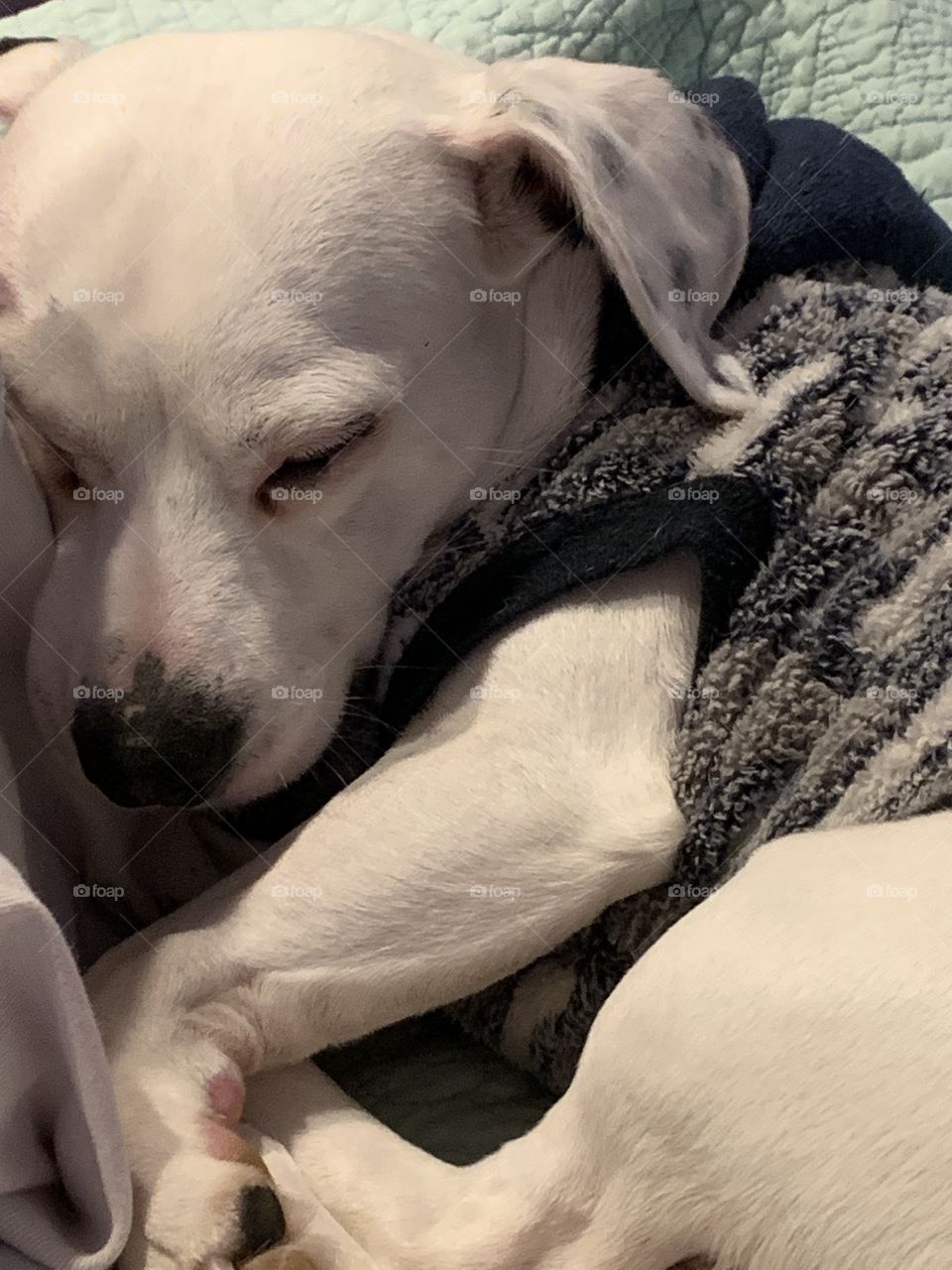 White dog with black spot named Casper wearing fuzzy shirt sleeping. Very cute. 