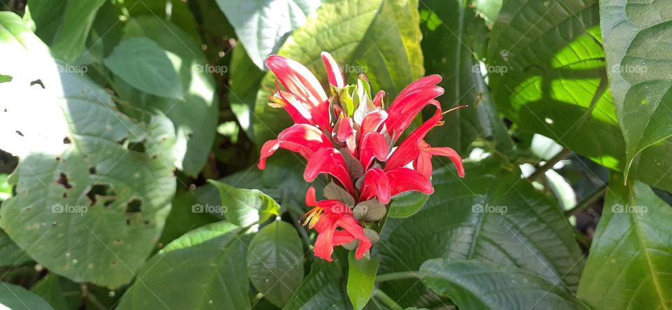 Jardim Botânico de Santos