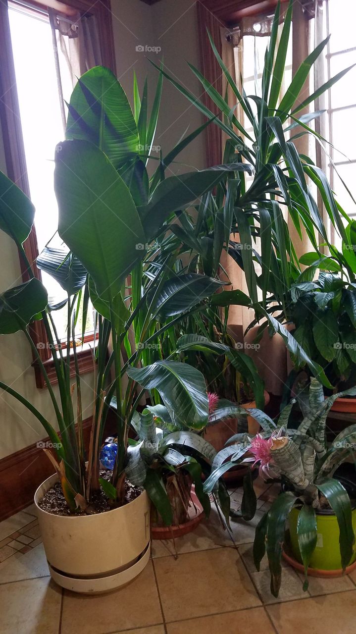 houseplants in the kitchen.