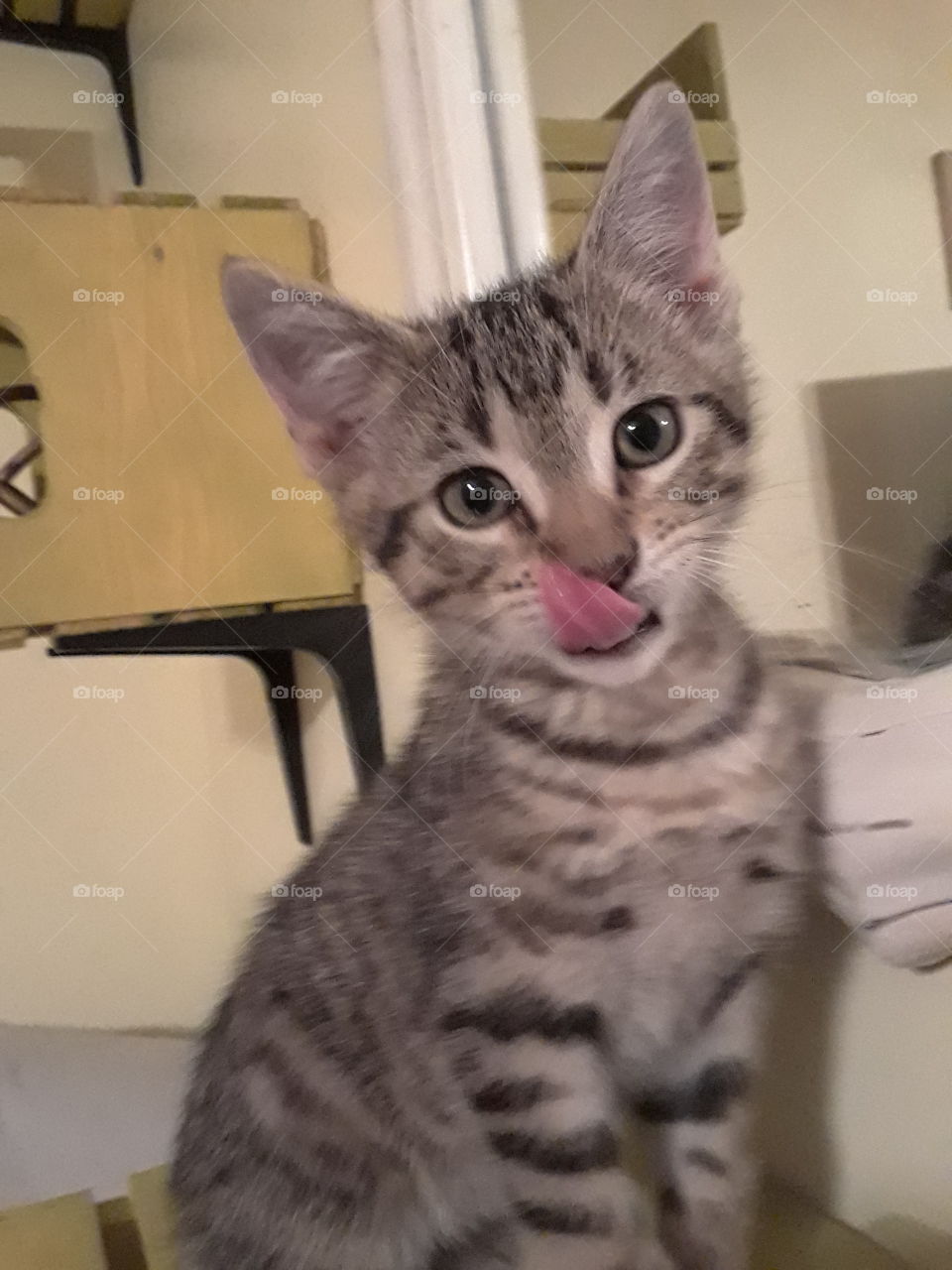 kitten blep