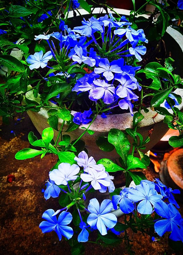 blue flowers