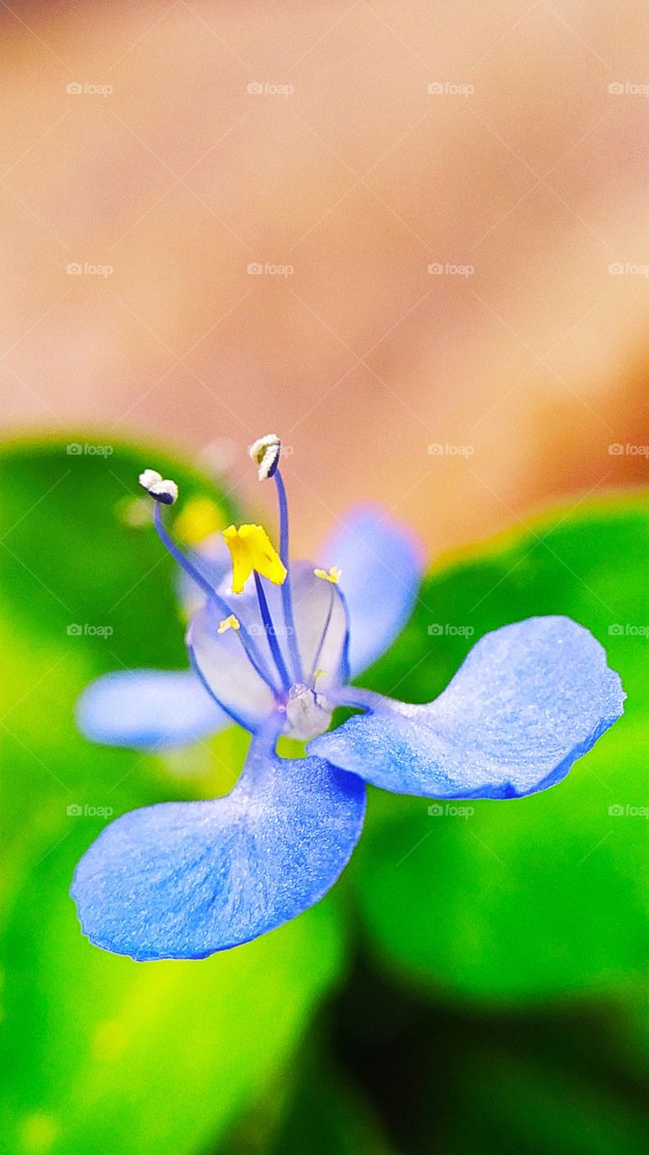Pretty little flower