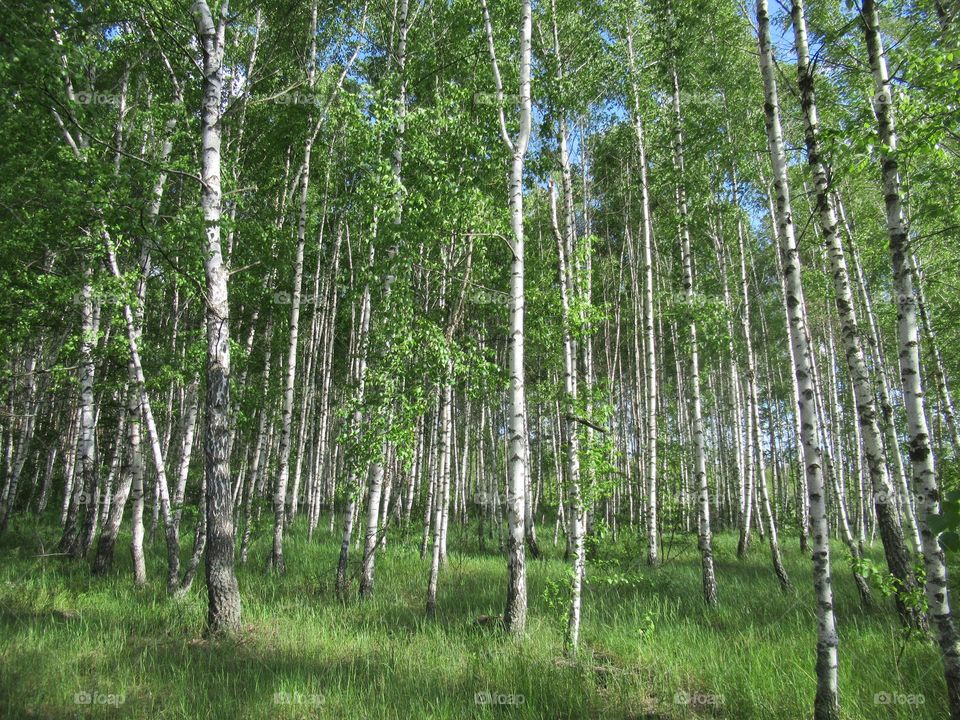 young birch grove