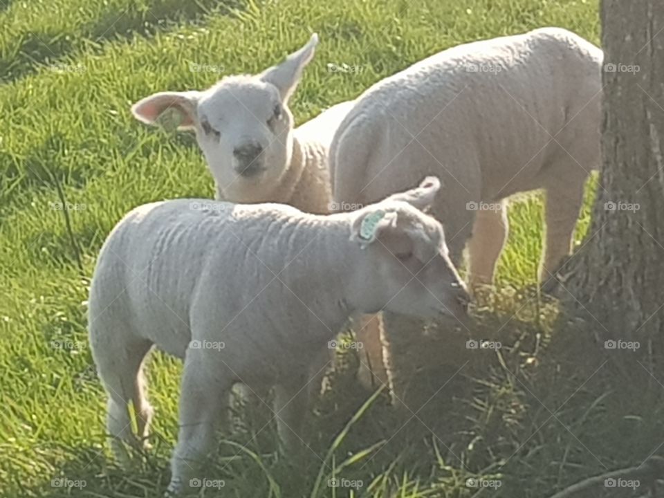 Lambs in the meadows.