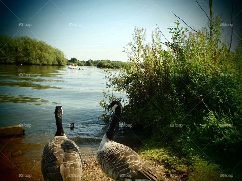 Geese and lake