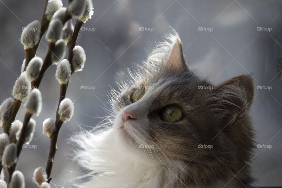 gray fluffy cat looks at the willow twigs