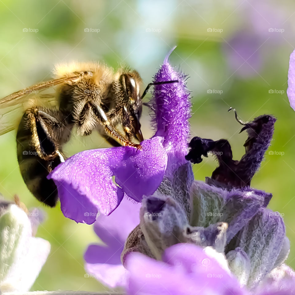 Macro of a honeybee pollinating a purple flower flower