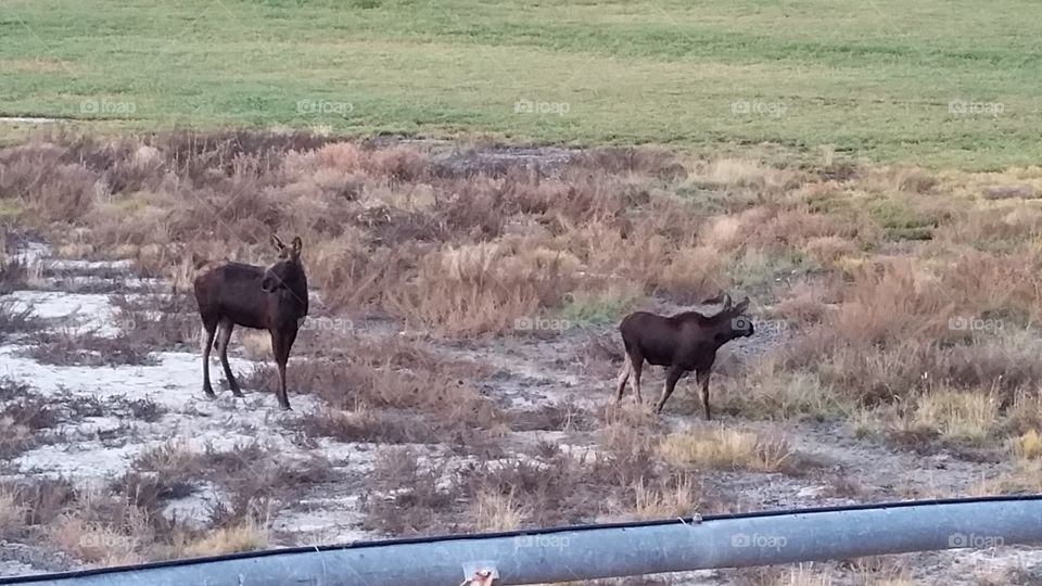 Cow and calf moose. mom and baby out for a walk