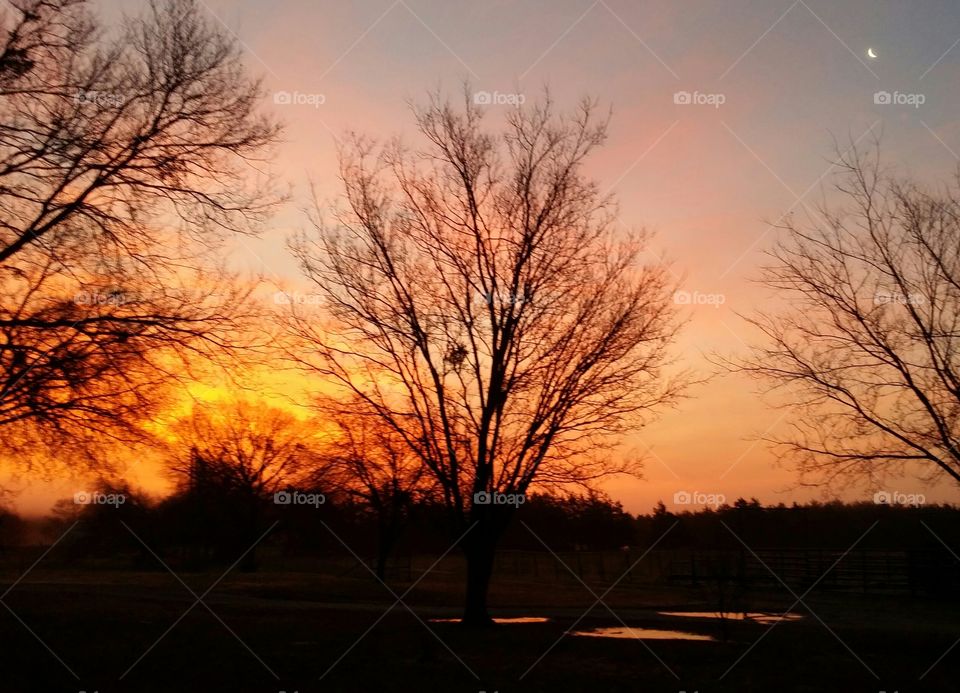 Trees at Sunset with Moon