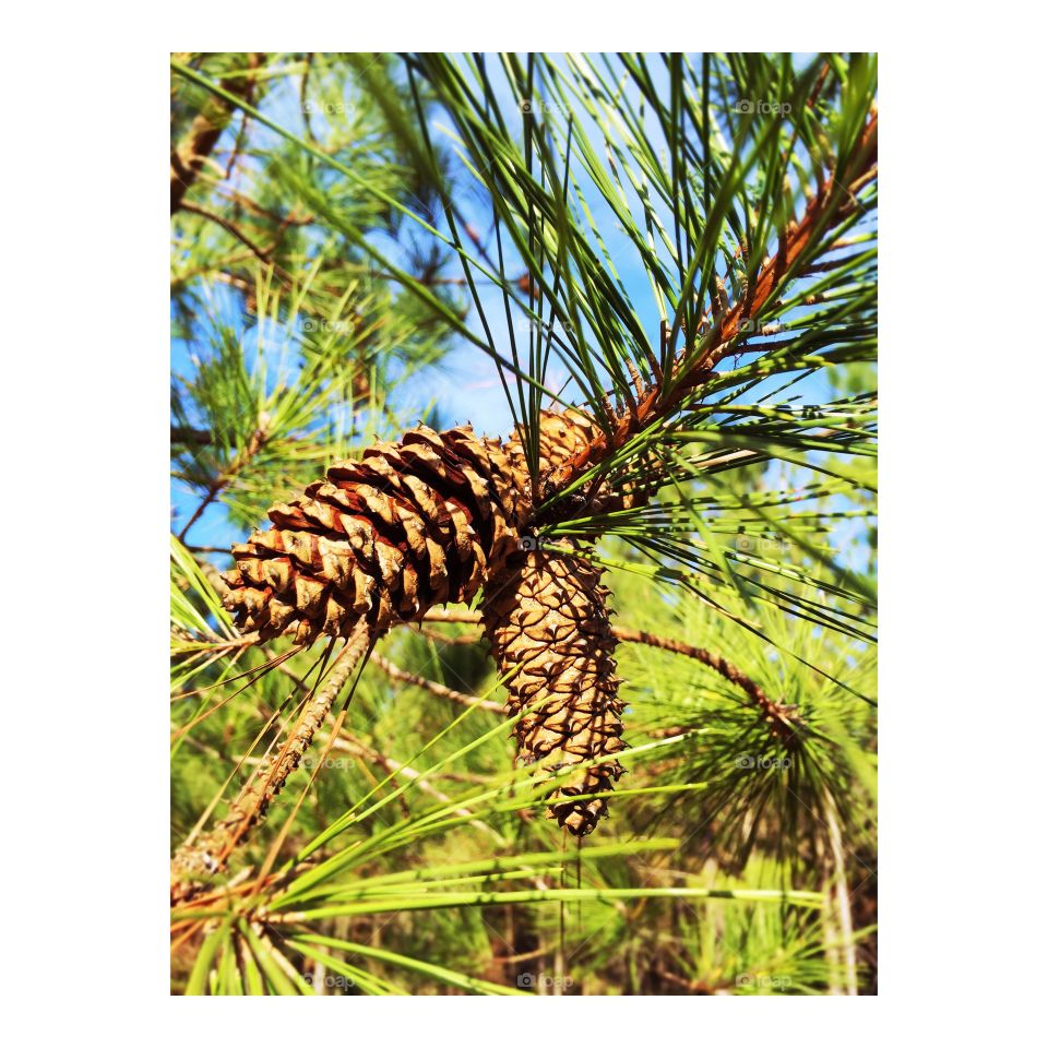 Pine Tree and Pine Cone 