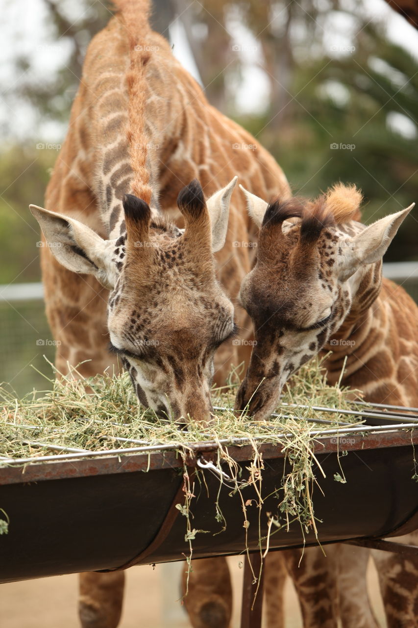 Giraffe baby