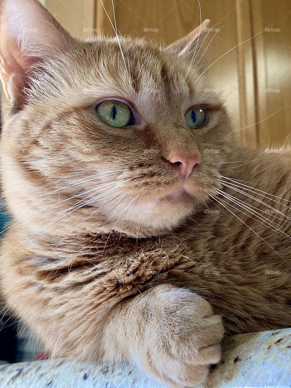 A cat relaxing on the kitchen counter