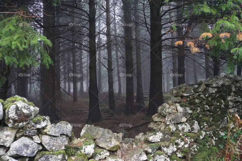 Dark foggy woodland
