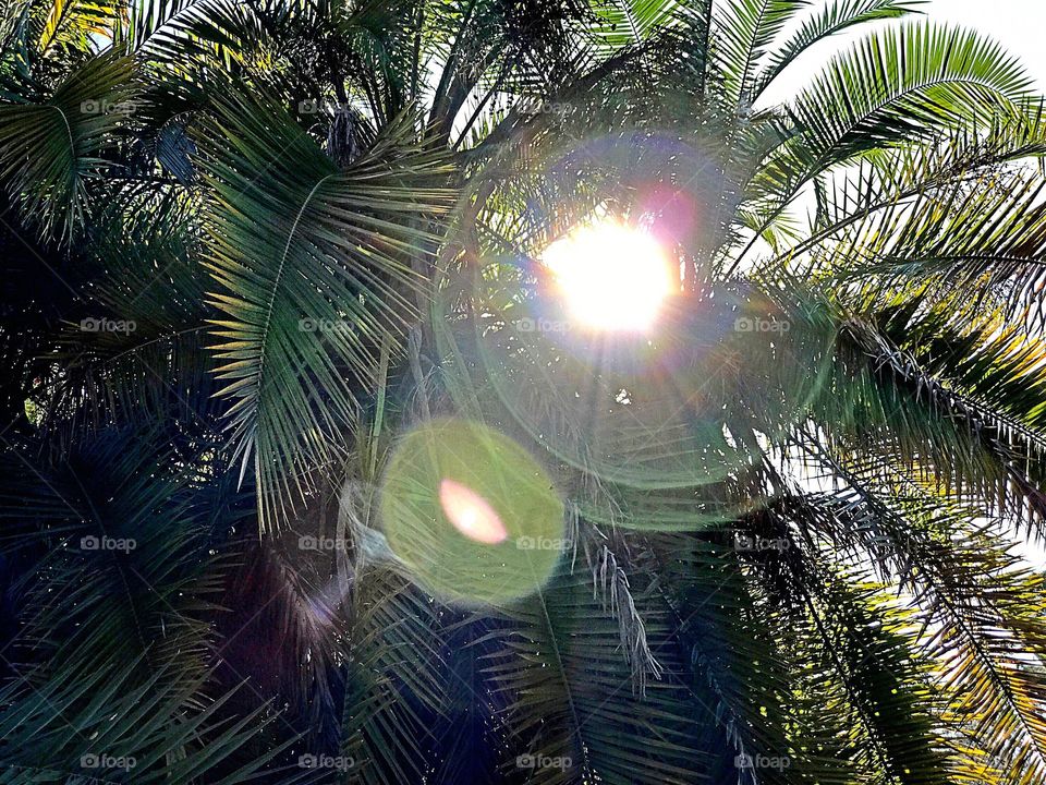 Solar flare through tropical palm trees.